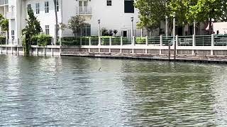 Anhingas bird and the turtles spotted at celebration Florida 682024 [upl. by Verna]