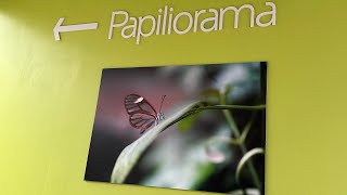 Schweiz 🇨🇭 Tour mit Koi Center Seeland Zu Besuch im Papiliorama mit zwei riesigen Tropen Becken [upl. by Leiso]