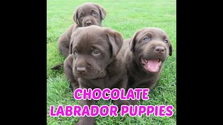 Chocolate Lab Puppies [upl. by Atinet]