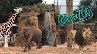 Chester ZooLargest Zoo in uk [upl. by Kile761]