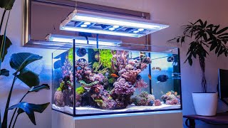 The CLEANEST Reef Tank Ive Ever Seen [upl. by Bennett]