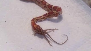 Corn Snake Eats Lizard alive [upl. by Beverle582]