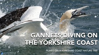 Gannets Diving For Fish Along The Yorkshire Coast  GoPro  4K [upl. by Kara-Lynn]