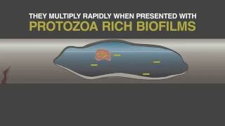 WET What is Legionella and Biofilm ACoP L8 Update [upl. by Odlawso]