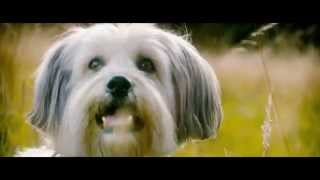 Pudsey The Dog The Movie Teaser Trailer Vertigo Films HD [upl. by End356]