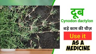 दूब के फायदे  दूर्वा  Cynodon dactylon medicinal uses  Plant identification  Dravyaguna [upl. by Maxama]