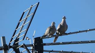 Une Parade Nuptiale de Tourterelles Turques [upl. by Merriman341]