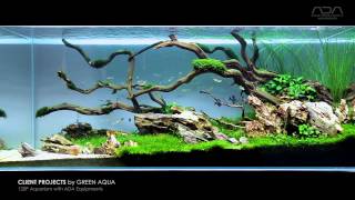 Aquascape Project  by Green Aqua  limited aquarium plants for minimalist view [upl. by Erma]