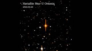 The variable star U Orionis as seen with ZTF [upl. by Pearson736]