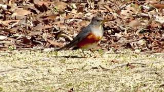 野鳥：カラアカハラ 3 雄／Wild Birds Greybacked Thrush 3 Male [upl. by Nnylamme]