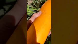 cucurbita pepo calabacin naranja recolección [upl. by Lemar495]