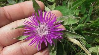 Centaurea jacea L Centaurea jacea brown knapweed brownray knapweed [upl. by Candless]