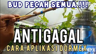 CARA MEMECAHKAN BUD ANTI GAGAL DENGAN DORMEX dan Pembentukan Cabang Tersier [upl. by Huai]