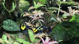 Dendrobates tinctorius Robertus [upl. by Geraud]