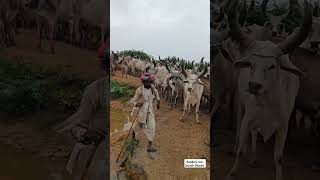 kankrej cow India 😱❤️ watch my full videos  kankrejcow [upl. by Imij503]