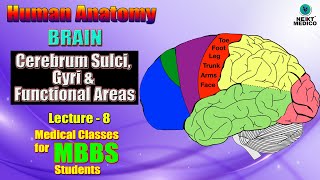 NEXT MEDICO 2022 l Human Anatomy l Brain l Cerebrum Sulci Gyri amp Functional Areas l L8 [upl. by Kcirddehs37]