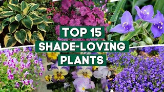 15 ShadeLoving Plants That Are Perfect For Your Garden 👌🌿💚  PlantDo Home amp Garden [upl. by Bunny835]