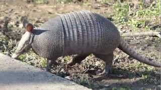 Texas Armadillo [upl. by Jamaal684]