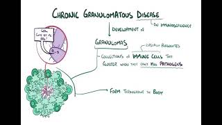 Chronic granulomatous diseases شرح بالعربي [upl. by Ysnap904]