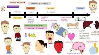 EPSTEIN BARR VIRUS  mononucleosis infecciosa [upl. by Drogin731]