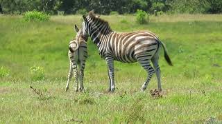 Stripes of Joy Zebra Family Delights in the Savannah [upl. by Aiclid96]