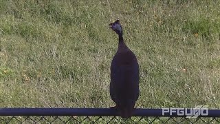 Guineafowl Calling HD [upl. by Aleris]