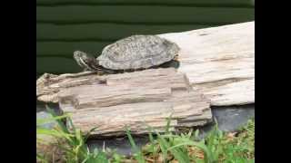 Petrified Wood Aquarium [upl. by Norm]