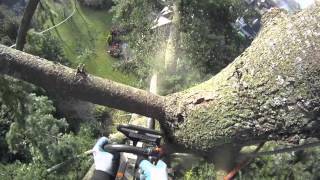 Large Fir tree removal using a speedline [upl. by Onimixam700]