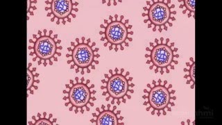 Ciclo Viral  HHMI BioInteractive Video [upl. by Ahsilaf]