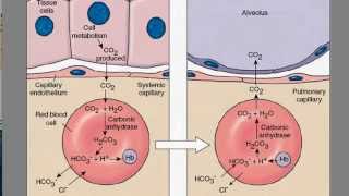 Carbon Dioxide Transport [upl. by Ater]