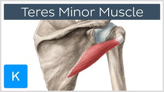 Teres Minor Muscle  Origins amp Action  Human Anatomy  Kenhub [upl. by Adoc]