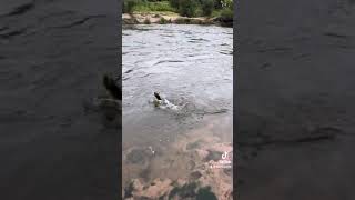 Pesca de dorados en Rio 3 cordoba [upl. by Edniya577]