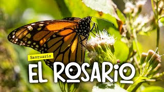 Así es el SANTUARIO de la Mariposa Monarca quotEL ROSARIOquot 🦋 [upl. by Chally1]