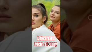 Dobermann bekommt Aufmerksamkeit in der Stadt deshalb gehe ich lieber im Feld shortvideo [upl. by Calla331]