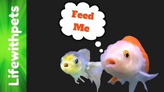 HOW TO FEED GOLDFISH PROPERLY [upl. by Aioj]