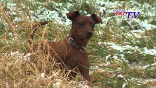 Zwergpinscher Informationen zur Rasse [upl. by Gardner]