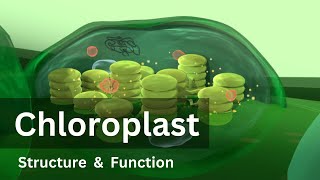 Chloroplast Structure and Function Biology Cell biology [upl. by Nairad]