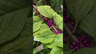 American BeautyBerry bush plant [upl. by Chessy]