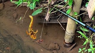 LANGKA‼️Nemu HABITAT Channa LIMBATA GOLDEN TIGER [upl. by Hueston179]