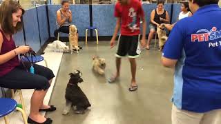 Kittus the Havanese  Training socializing Sessions [upl. by Zorah]