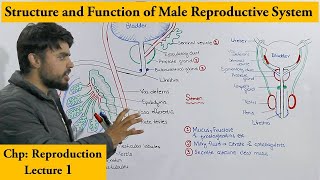 Male reproductive System [upl. by Wenda]