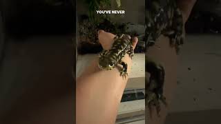 No salamanders were harmed in the making of this video salamander salamanders amphibian [upl. by Oigolue954]