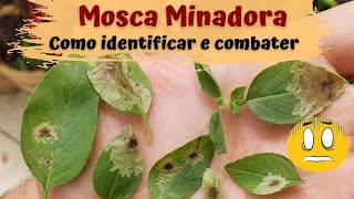 Mosca minadora  Como identificar e combater [upl. by Ellemac]