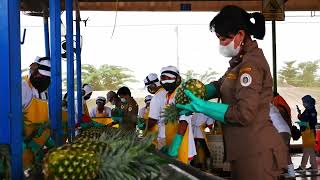 Phytosanitary and Food Safety Certification of Pineapple  Lampung  Indonesia [upl. by Hillell]