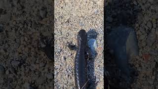 Blue Spotted Salamander up close [upl. by Rani]