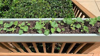 Growing Cantaloupe From Seed  Full 30 Day Time Laps [upl. by Elletnohs]