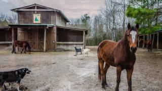 Muddy Creek Plantation [upl. by Ahsurej273]