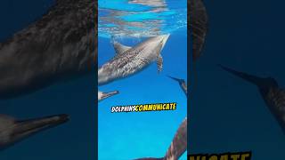 How do dolphins communicate dolphin animals animalfacts [upl. by Daffodil]