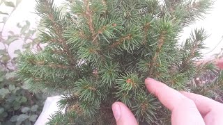 Picea Glauca Conica Bonsai Tree [upl. by Fawna]