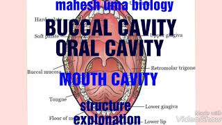 Buccal cavityOral cavitystructure explanationbiology mahesh umapalateulvateethtonguejaws [upl. by Trainor]